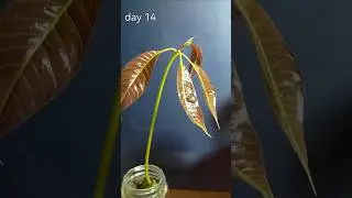 14 days in 14 seconds - mango seed time lapse , follow @seed_lapse for more