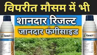 Kavach Flo Syngenta uses in hindi / Kavach Flo fungicide / chlorothalonil 40 + difenoconazole sc