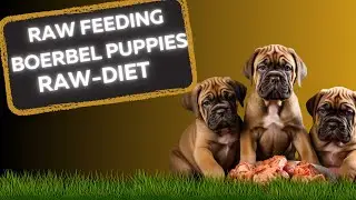 Raw feeding Boerboel Puppies raw diet