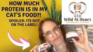 How Much Protein is in Cat Food?