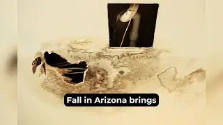 Cost of Water Damage Restoration This Fall