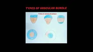 How to draw different types of vascular bundles easily