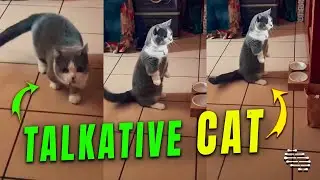 Talkative Cat Sitting like a Human
