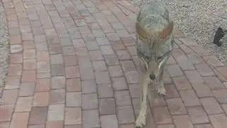 'We hate doing this.' AZ Game and Fish confirms killing coyote in Tempe