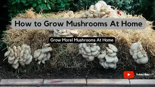 How to Grow Morel Mushrooms At Home ( Start to Finish with Updates) Grow Morel Mushrooms At Home Kit