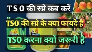 TSO की स्प्रे कब करें! TSO के क्या फायदे हैं! TSO क्यों जरूरी है!  When to spray TSO! Farmer tips