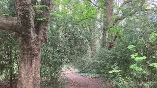 WATER WOOD AND STONE by Audionautix                                               Calmati Music