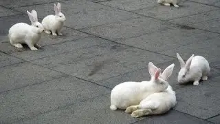 This Bunny’s Clever Little Moment Is Pure Magic 🧠💖🐇
