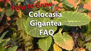 How to Grow a Colocasia Gigantea with Frequently Asked Questions About This Amazing Tropical Plant