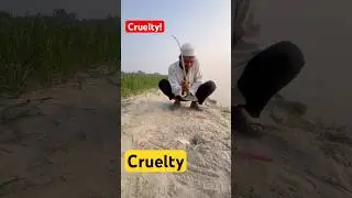 Collecting Rat to Export for Foreign Currency #survival #farming