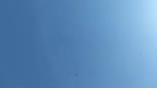 Полёт птенцов голубей перед сильным ветром ранним утром #никогданесдавайся #голуби #голубятня #птицы