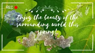 SPRING Symphony A Visual Ode to NATURE's Renewal