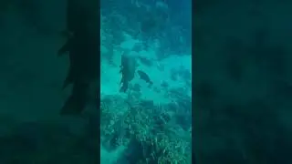 Красное море. Наполеон. Island View Resort 2