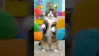 Vairal Funny Cat Dancing to a Cute Song 🐱🎶 | Adorable Baby Animal Video for Kids Dance