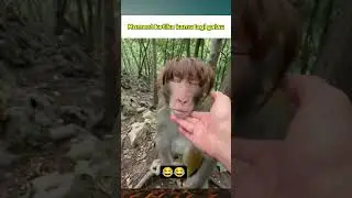 #shorst #shortvideo #monyetgalau #meme #fyp