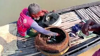 So Many Fish! Ring Net Fishing in Deep River