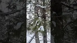 Ultimate survival tree. Everything is Tougher in the top 2/3rds of Maine. #outdoors