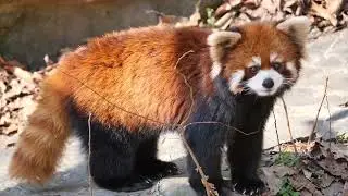 The Red Panda also has a short thick tail