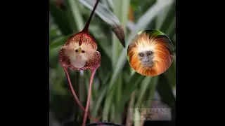DRACULA SIMIA, A ORQU&Iacute;DEA COM CARA DE MACACO! | ORQUID&Aacute;RIO IMIRIM