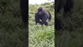 Gorilla trekking in the Volcanoes National Park Rwanda, silver back. Subscribe for more!!