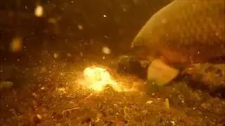 Wildkarpfen im unscheinbaren Graben