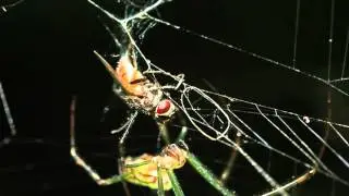 Spider catches fly