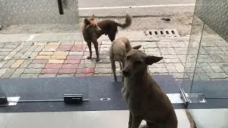 Stray dog Bath And Relaxing In Hot Weather🐶 आज कुत्ते को नेहला दिया❤️🐶