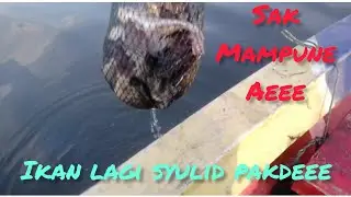 SAK isone bolo#fishing #mancingmania #mancingnilababonumpanlumut