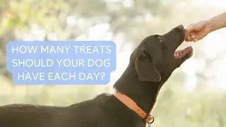 How Many Treats Per Day for a Dog? How to Calculate for Your Pup!