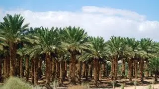Visiting Salman Farsi’s Historic Date Farm: A Tree Planted by Prophet Muhammad 🌴 #ProphetMuhammad
