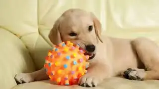 For Your DOG !!Squeaky Squeak Sound 10 Hours
