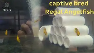 Bali Captive Bred Regal Angelfish at Biota