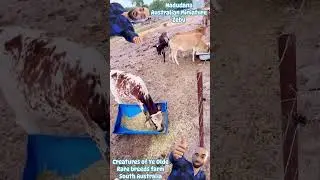 Nadudana Australian Miniature Zebu cattle