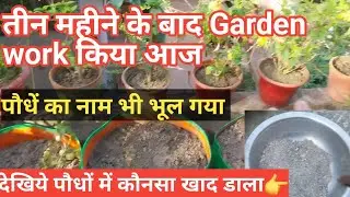 Today's Garden work / Garden arrangements / Fertilizer for plants / Gardening ideas
