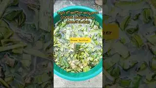 Plants కోసం Aloe Vera Fertilizer 🌱🔥 Easy & Natural #shorts