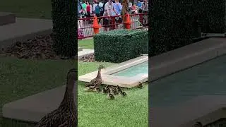 Disney California Adventure:Good Samaritan Rescues Duckling at Cozy Cone Motel in Radiator Springs