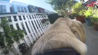 Dog running with a go pro