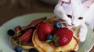 इतना स्वादिष्ट खाना😻💥&hellip;#trending #trendingvideo #viral #viralvideo #cat #food #animation #cats 