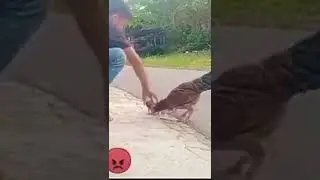 Protective mother chicken chase after her chick's abductor