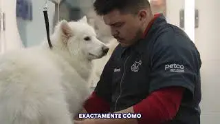 Conoce la experiencia premium de Grooming Salon en Petco 🫧🐶