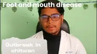 FMD outbreak in chitwan 