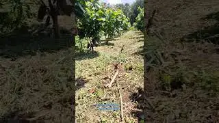 cacau ccn51, 2 anos de idade, &uacute;nico da produ&ccedil;&atilde;o...#cacau #ccn51 #ps1319