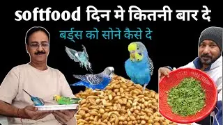 बजरी तोतो को softfood दिन मे कितनी बार दे?