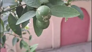 My Home Organic Lemon Pakistan 