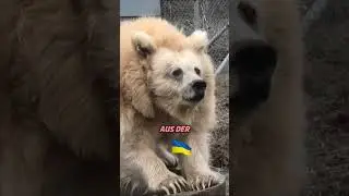 Dieser B&auml;r hat 5 Monate Winterschlaf gehalten❗️🐻 #shorts #entertainment