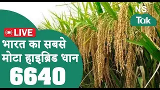 भारत का सबसे मोटा हाइब्रिड धान 6640 |