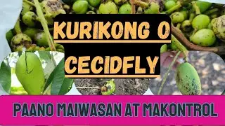 KURIKONG O CECIDFLY: PAANO MAIWASAN AT MAKONTROL