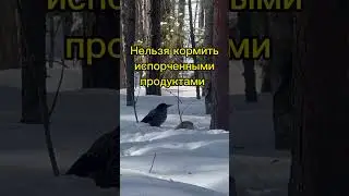 Чем нельзя кормить Кедровку