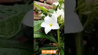 Nag phool 💮💮#truedialogue #nagphool#shortsfeed