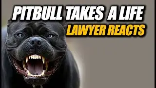 Dog Attack Tragedy: Christian Moreno and Wife Face 33-Year Prison Sentence - Lawyer Reacts